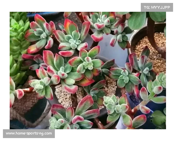 林葳谈落选经历:语言障碍成难关 攻防两端需全面提升 林葳谈落选经历:语言障碍成难关 攻防两端需全面提升